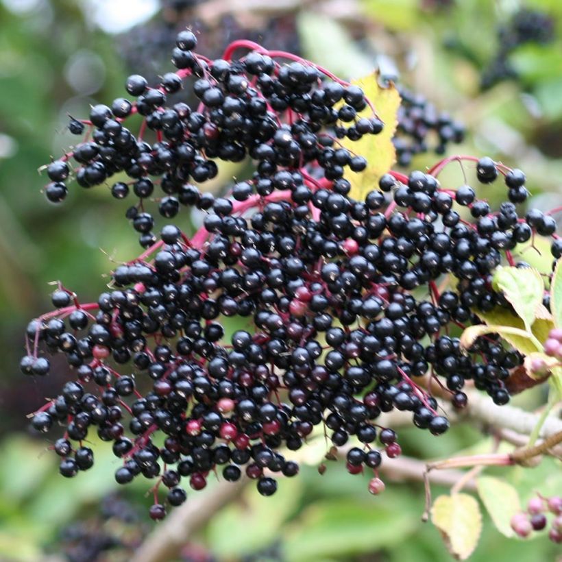 Saúco negro - Sambucus nigra (Cosecha)