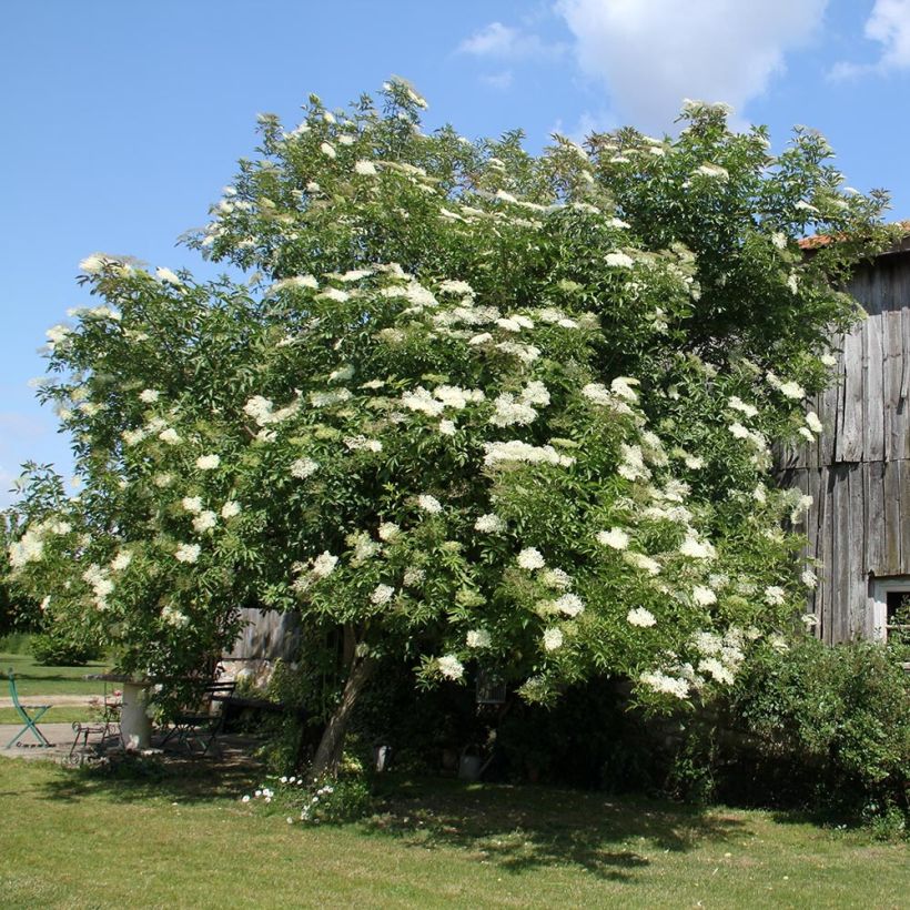 Saúco negro - Sambucus nigra (Porte)