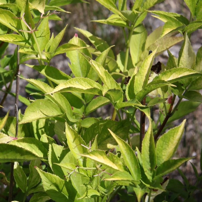 Saúco negro Aurea - Sambucus nigra (Follaje)