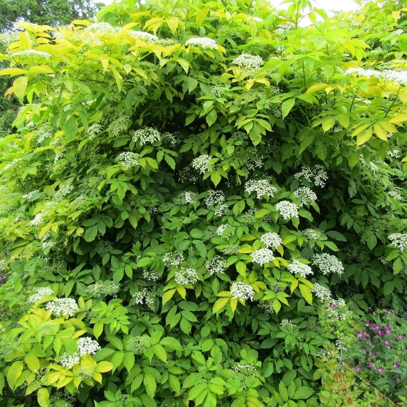 Saúco negro Aurea - Sambucus nigra (Porte)