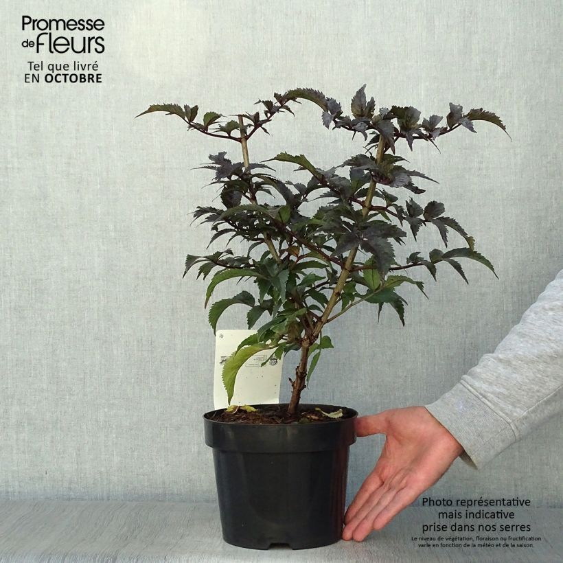 Ejemplar de Sureau noir - Sambucus nigra Black Tower en pot de 3,5L entregado en otoño