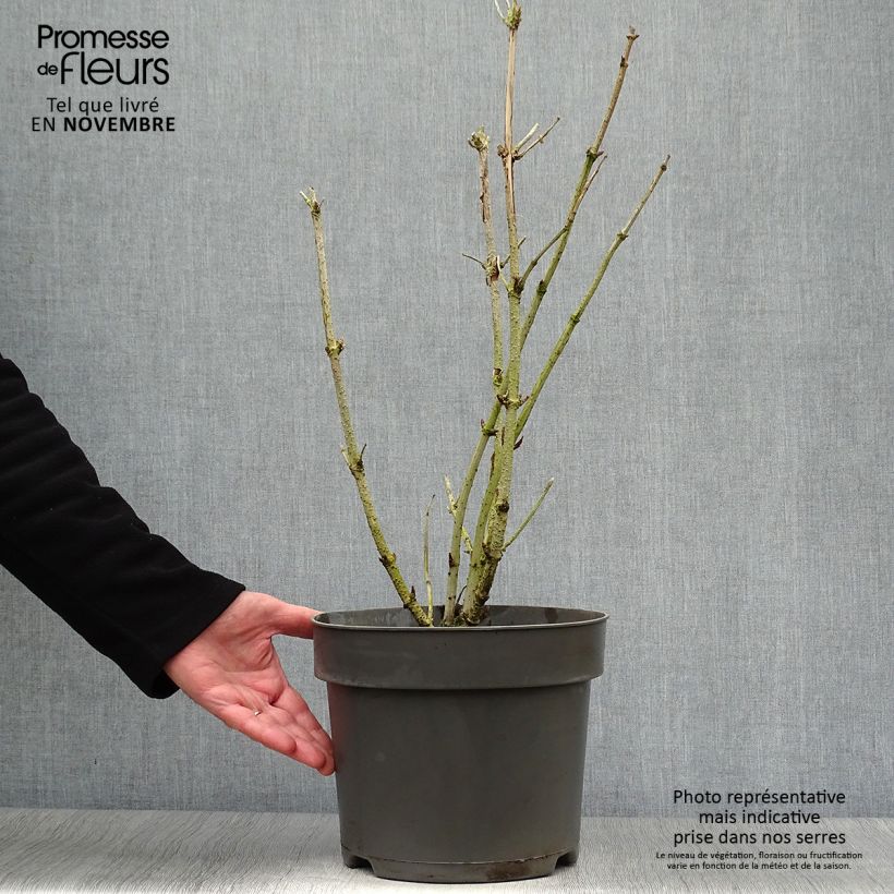 Ejemplar de Sambucus nigra Golden Tower en pot de 10L. entregado en otoño