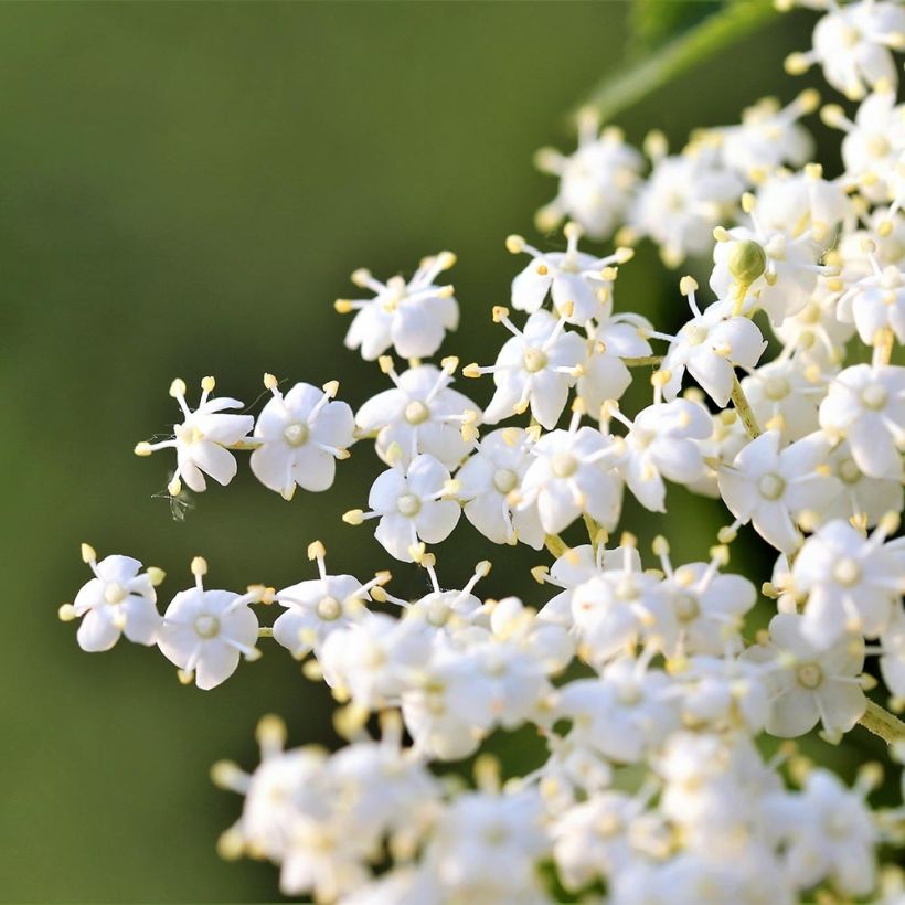 Saúco negro Laciniata - Sambucus nigra (Floración)