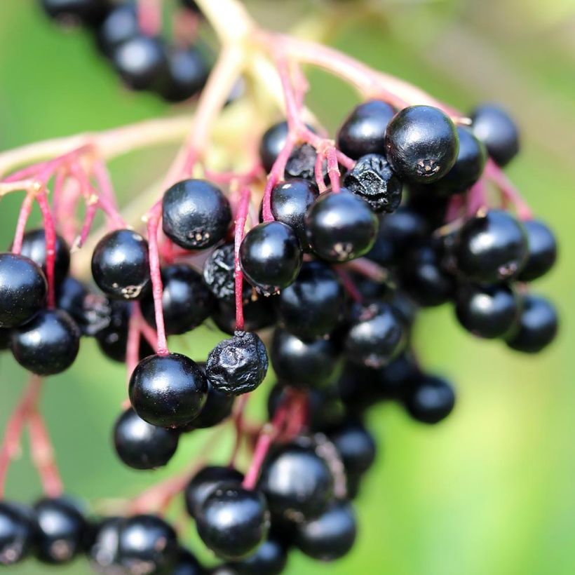 Saúco negro Laciniata - Sambucus nigra (Cosecha)