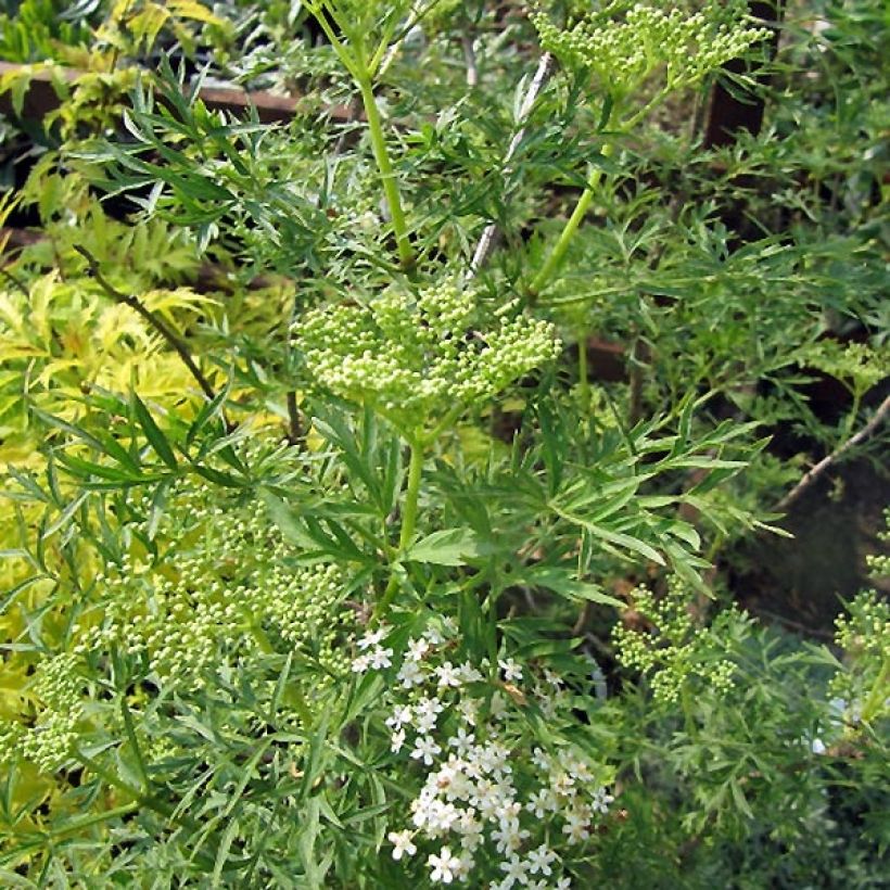 Saúco negro Laciniata - Sambucus nigra (Porte)