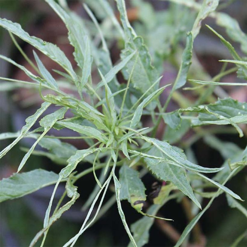 Saúco negro Linearis - Sambucus nigra (Follaje)