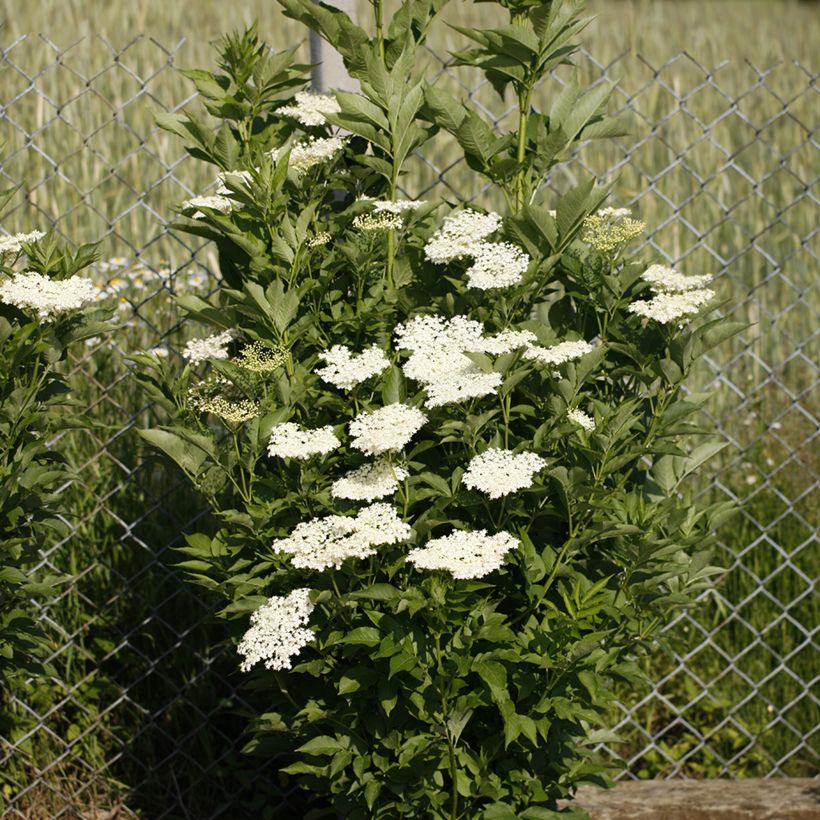 Sureau noir - Sambucus nigra Obelisk (Porte)