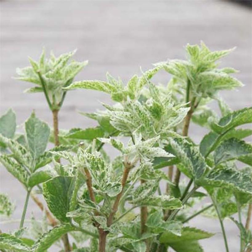 Saúco negro Pulverulenta - Sambucus nigra (Follaje)