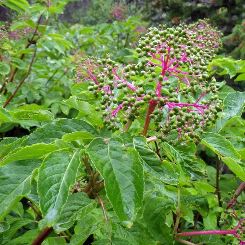 Saúco rojo - Sambucus racemosa (Follaje)