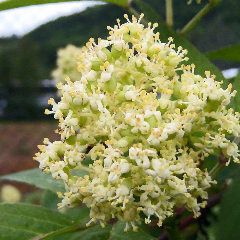 Saúco rojo - Sambucus racemosa (Floración)