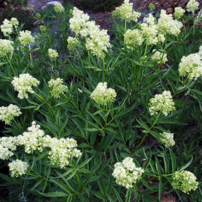 Saúco rojo - Sambucus racemosa (Porte)