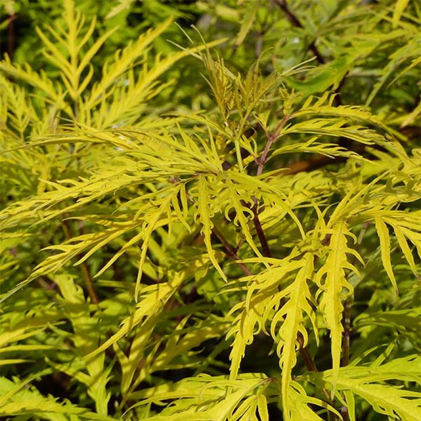 Saúco rojo Welsh Gold - Sambucus racemosa (Follaje)