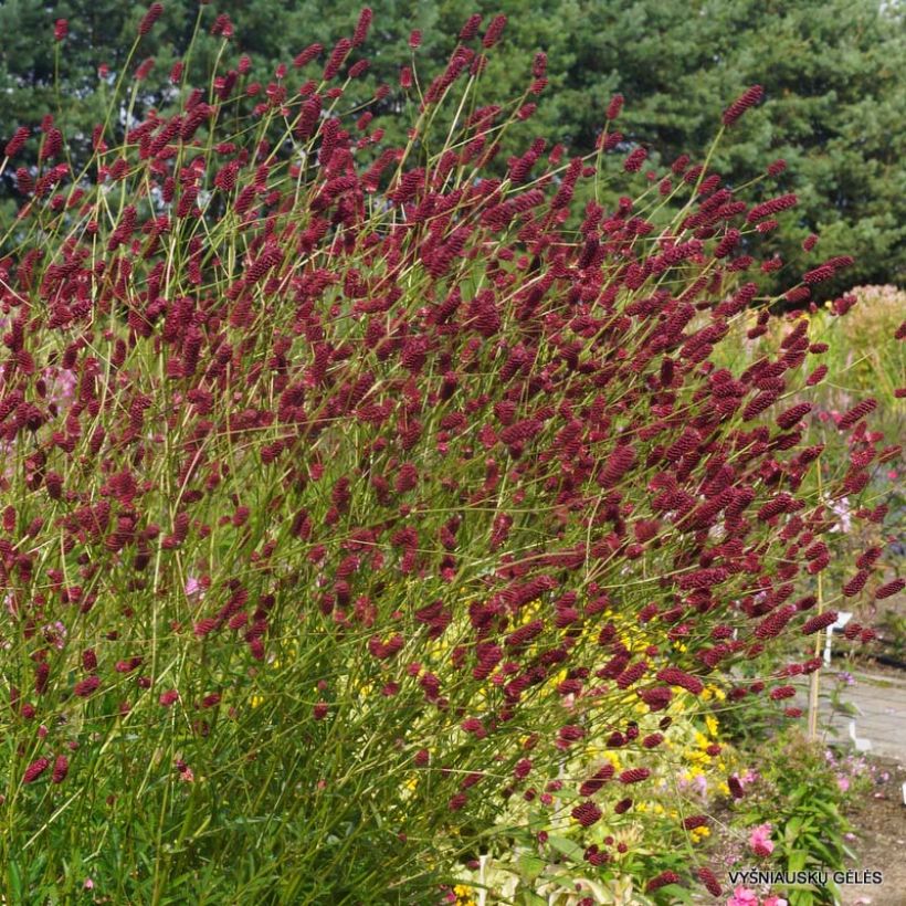 Sanguisorba tenuifolia Cangshan Cranberry (Floración)