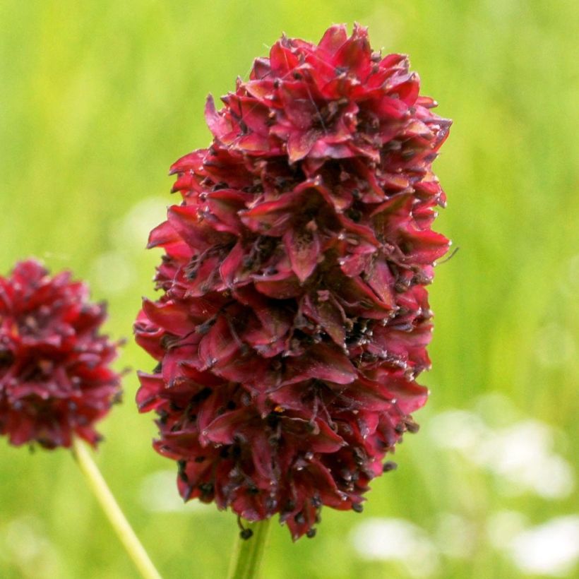 Sanguisorba Little Angel (Floración)