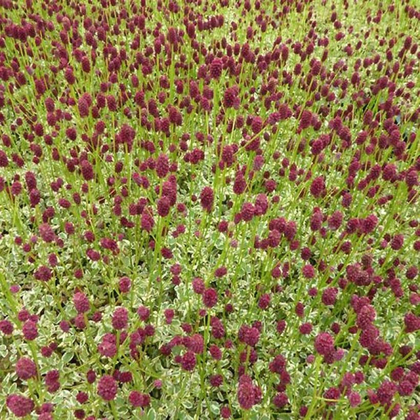 Sanguisorba Little Angel (Porte)