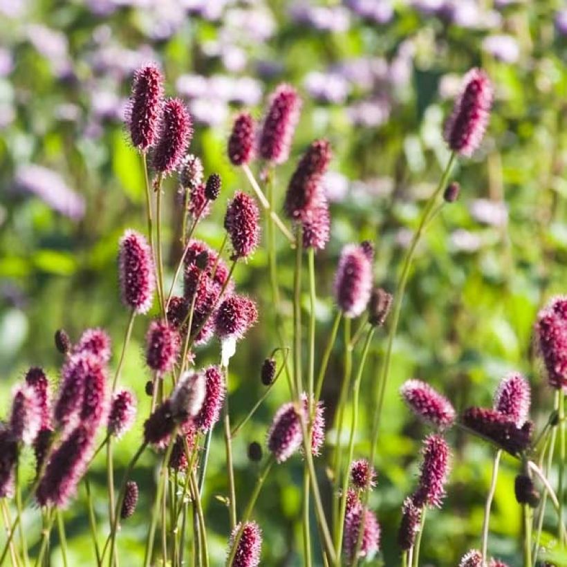 Sanguisorba menziesii (Floración)