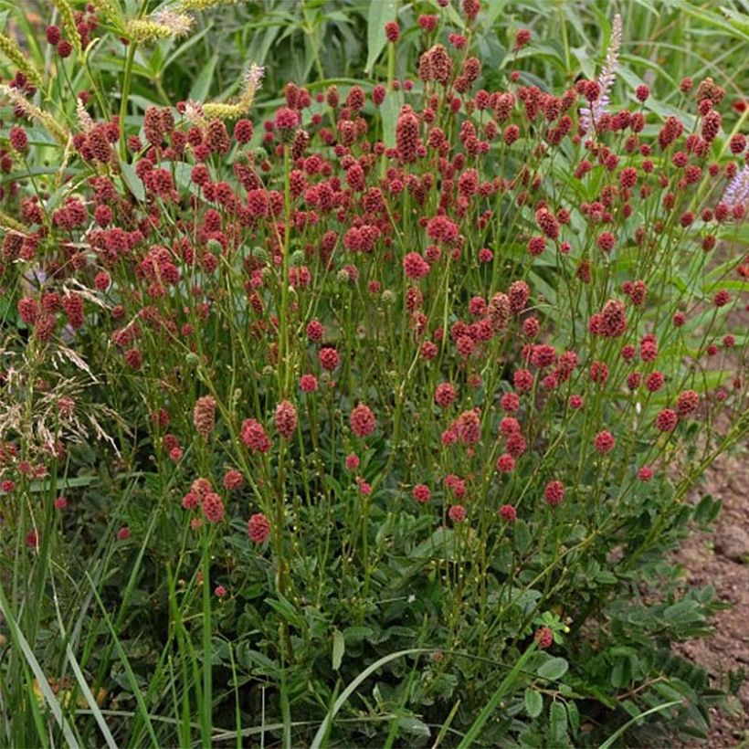 Sanguisorba Proud Mary (Floración)