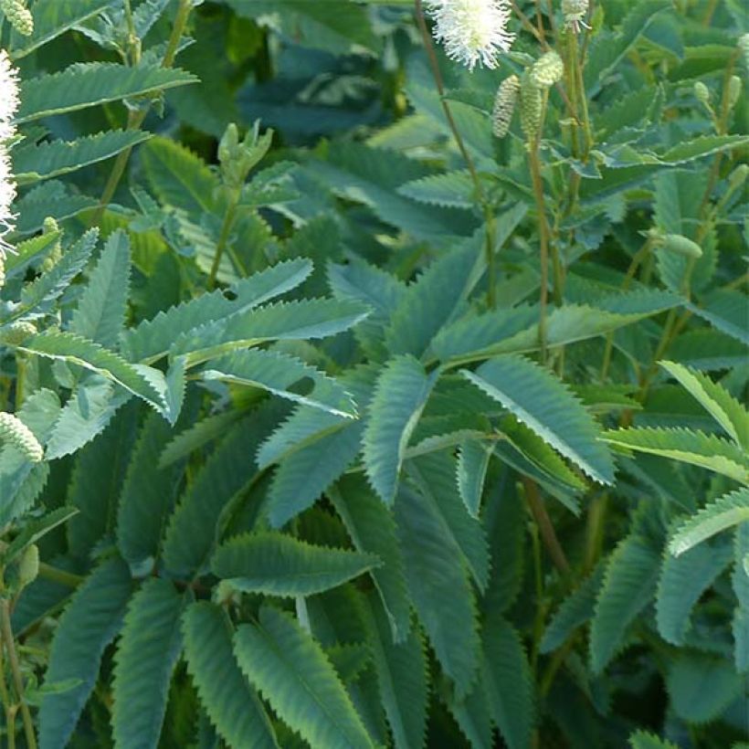 Sanguisorba canadensis (Follaje)