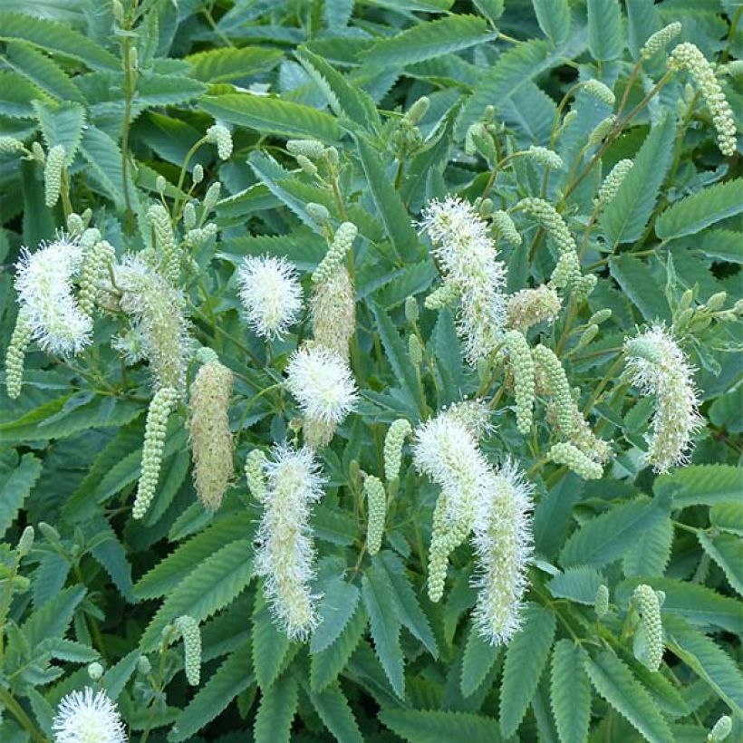 Sanguisorba canadensis (Floración)