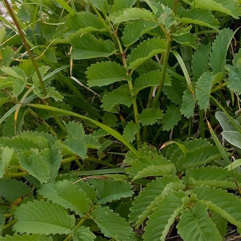 Sanguisorba hakusanensis (Follaje)