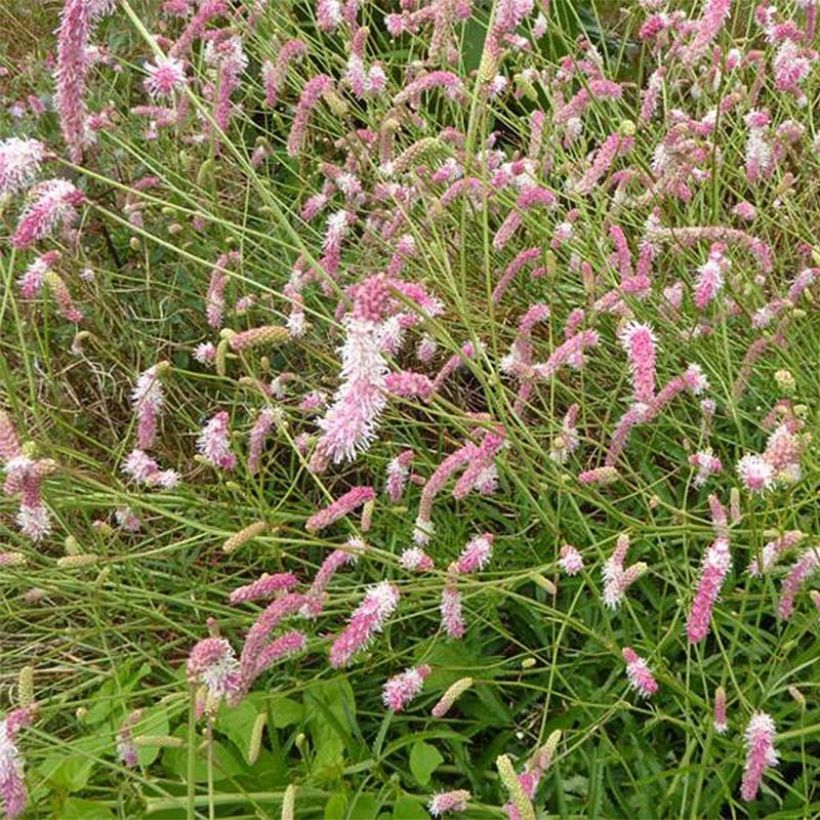 Sanguisorba hakusanensis Pink Brushes (Floración)