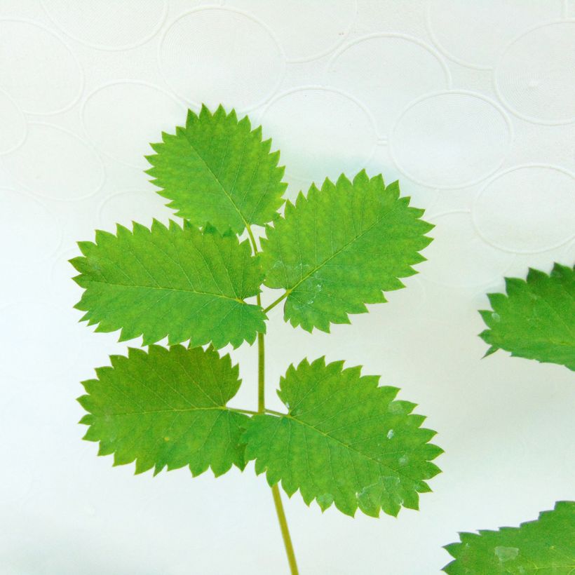 Sanguisorba menziesii (Follaje)