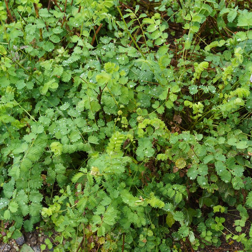 Pimpinela - Sanguisorba minor (Porte)