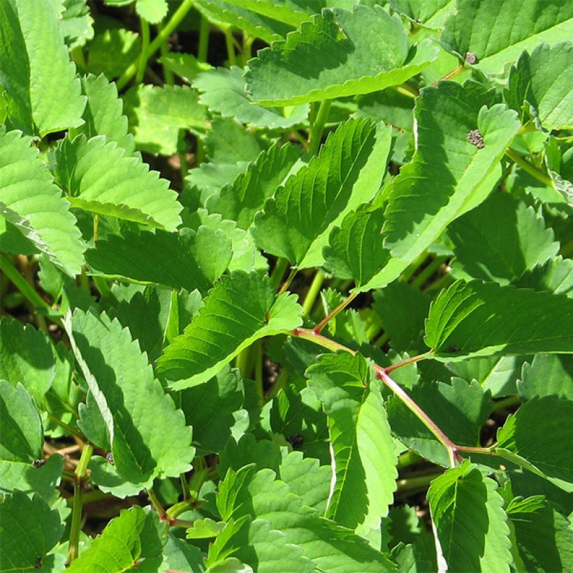 Sanguisorba obtusa (Follaje)