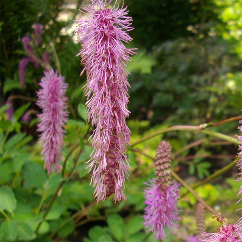 Sanguisorba obtusa (Floración)