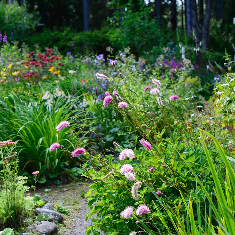 Sanguisorba obtusa (Porte)