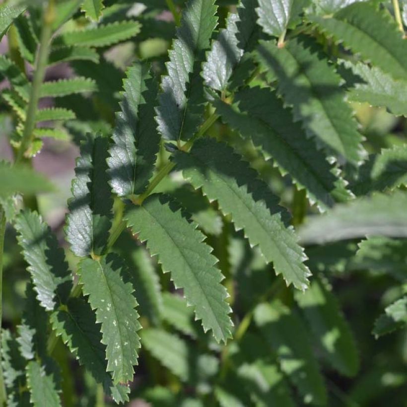 Sanguisorba officinalis Arnhem (Follaje)