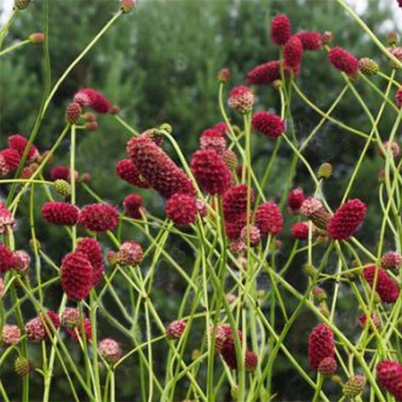 Sanguisorba officinalis Arnhem (Floración)