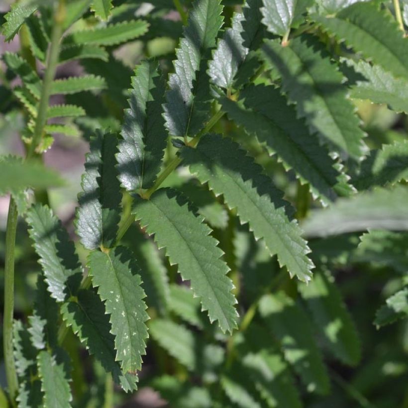 Sanguisorba officinalis Morning Select (Follaje)