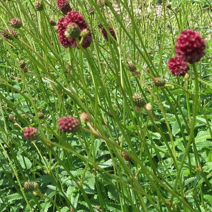 Sanguisorba officinalis Morning Select (Floración)