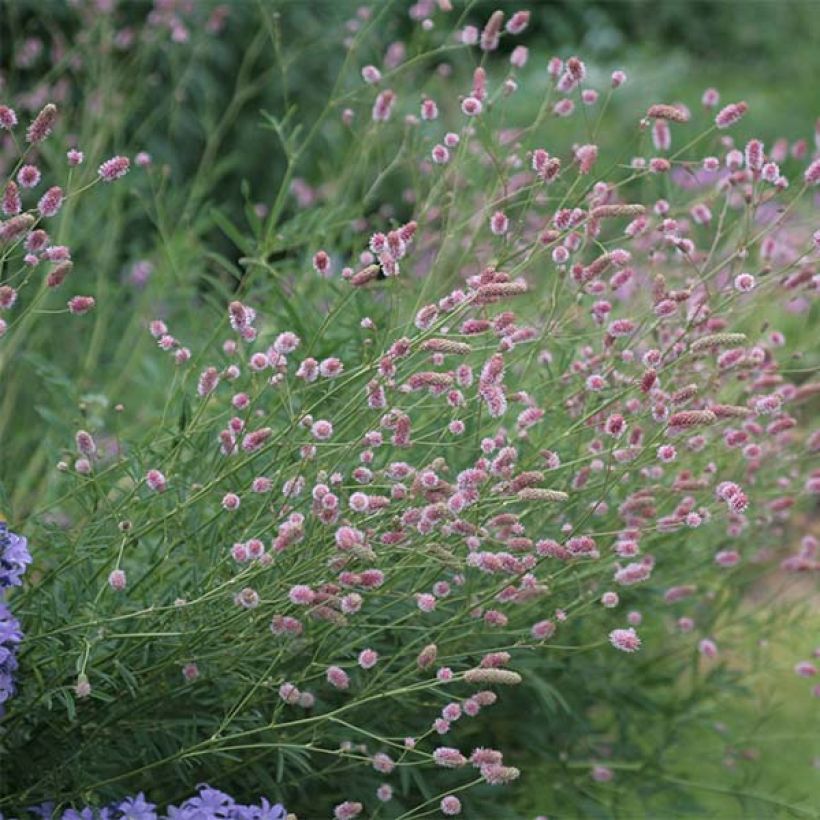 Sanguisorba officinalis Pink Tanna (Porte)