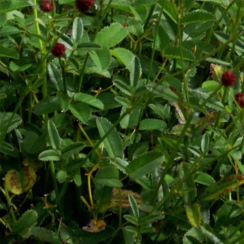 Sanguisorba officinalis Tanna (Follaje)