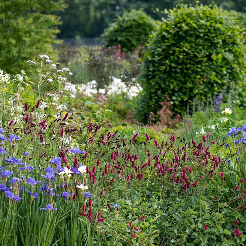 Sanguisorba officinalis Tanna (Porte)