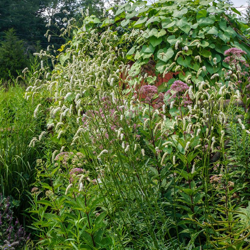 Sanguisorba tenuifolia Alba (Porte)