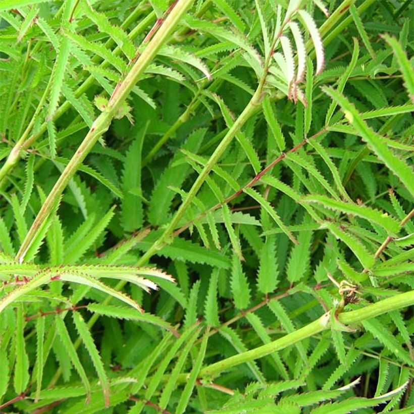 Sanguisorba tenuifolia Pink Elephant (Follaje)