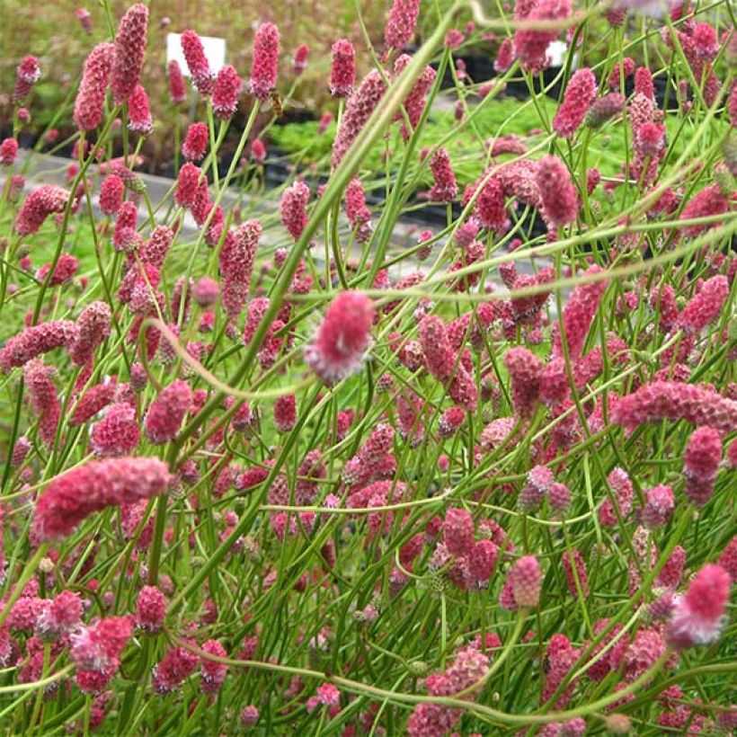 Sanguisorba tenuifolia Pink Elephant (Floración)