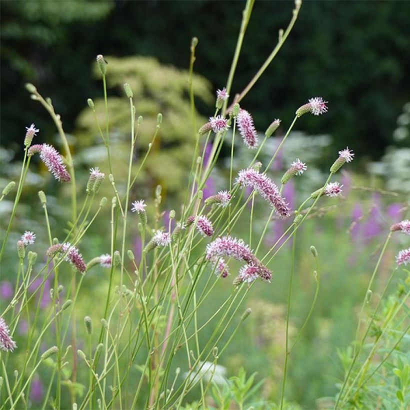 Sanguisorba tenuifolia var. purpurea (Floración)