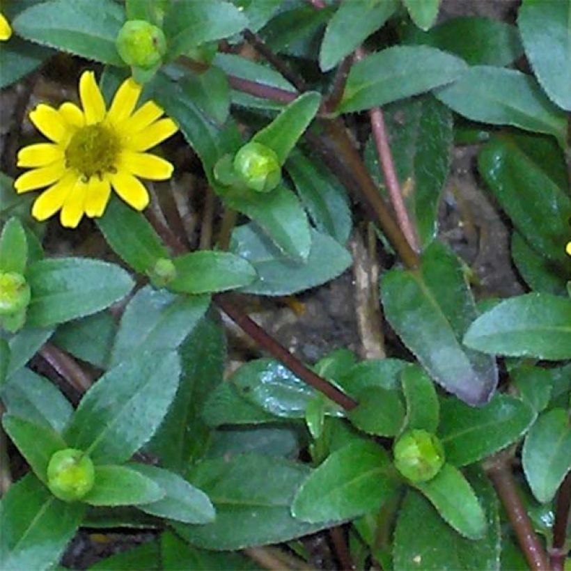 Sanvitalia speciosa Aztekengold (Follaje)