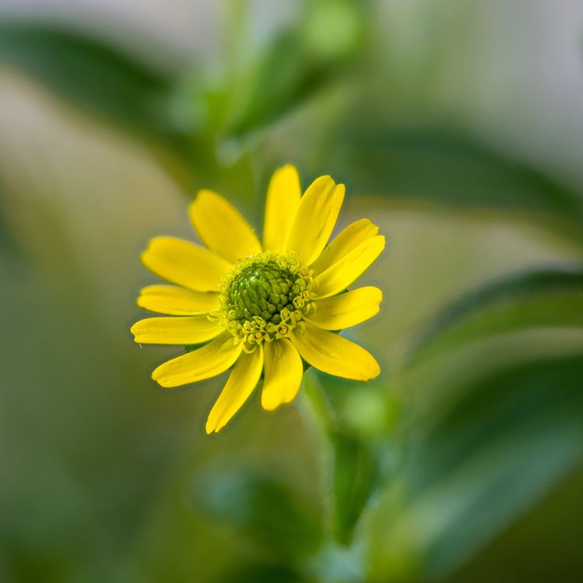 Sanvitalia speciosa Aztekengold (Floración)