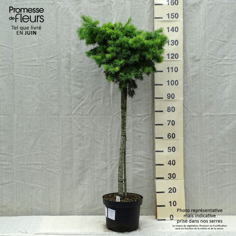 Sapin de Douglas - Pseudotsuga menziesii Fletcheri Pot de 7.5L/10L Ejemplar entregado en la primavera