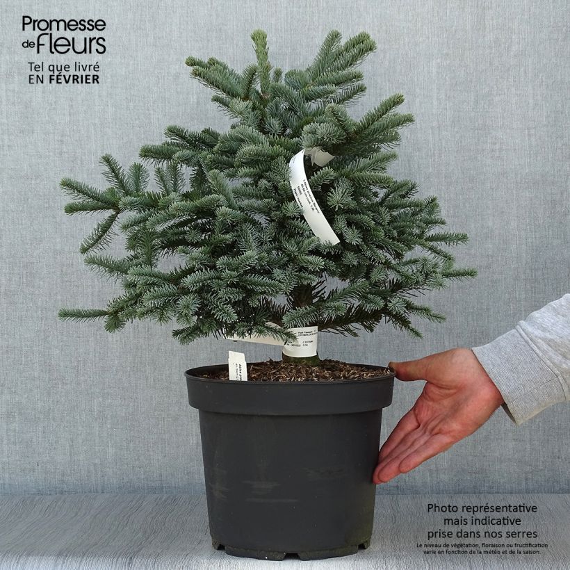 Ejemplar de Sapin noble - Abies procera Bizarro                Pot de 7,5L/10L entregado en otoño