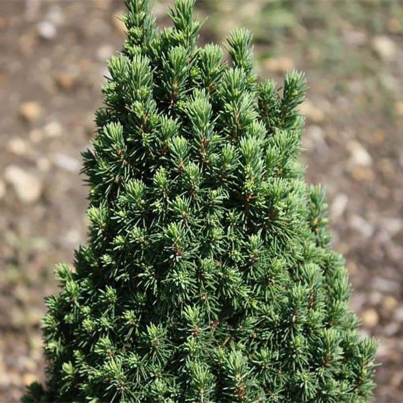 Picea glauca Piccolo - Pícea blanca (Follaje)