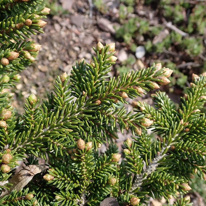 Picea orientalis Jewel (Follaje)