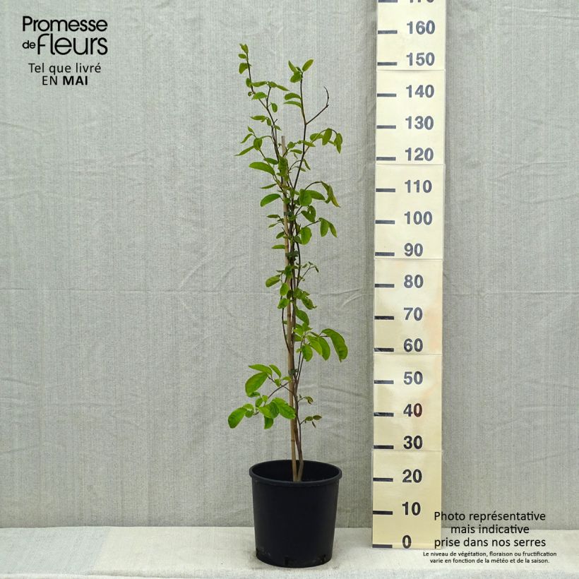 Sapium japonicum - Neoshirakia japonica Pot de 12L/15LHauteur livrée env. 120cm Ejemplar entregado en la primavera