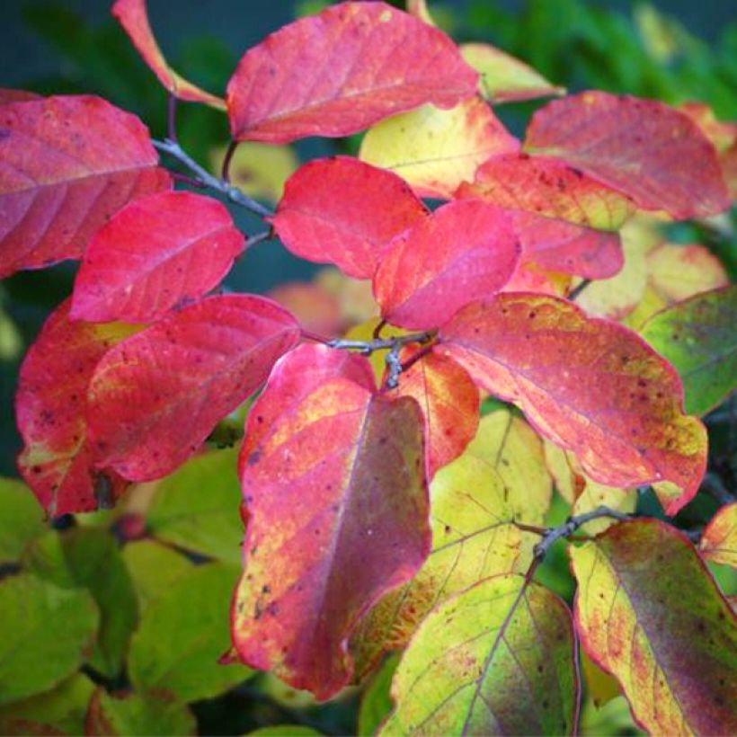 Sapium japonicum (Follaje)