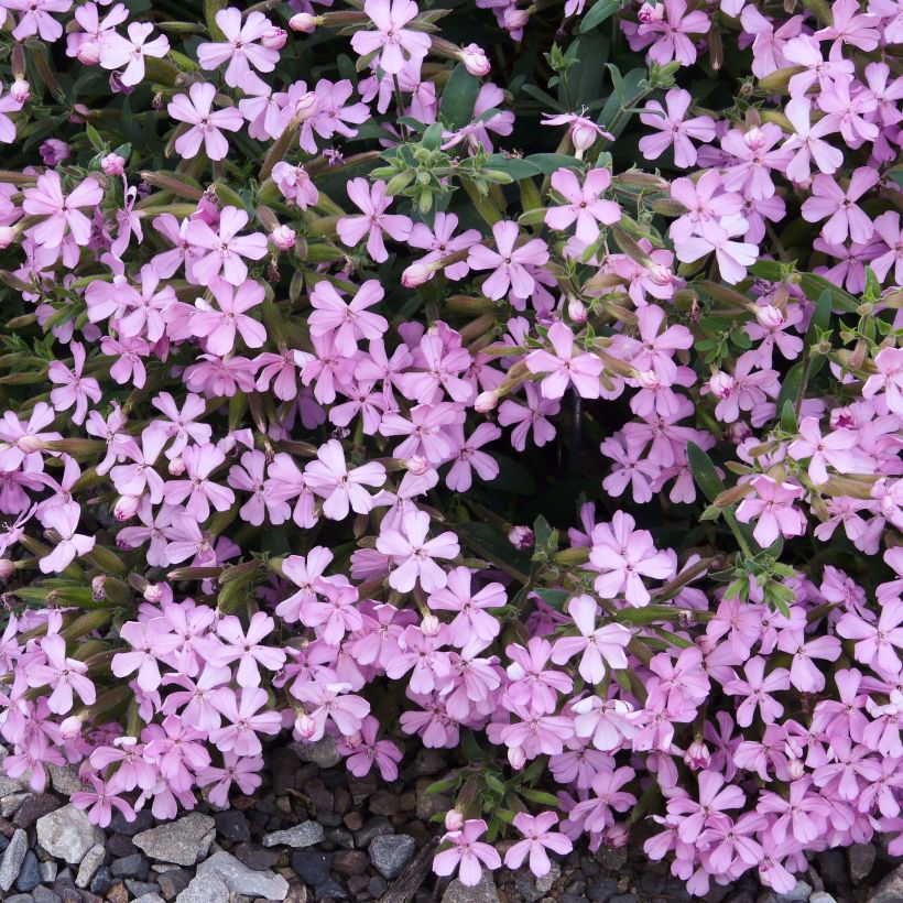 Saponaria Max Frei - Saponaria (Floración)